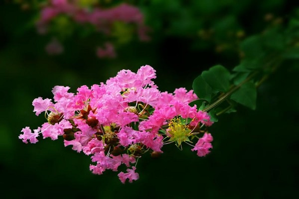 紫薇花.jpg