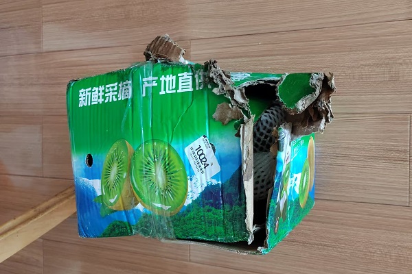 猕猴桃.jpg